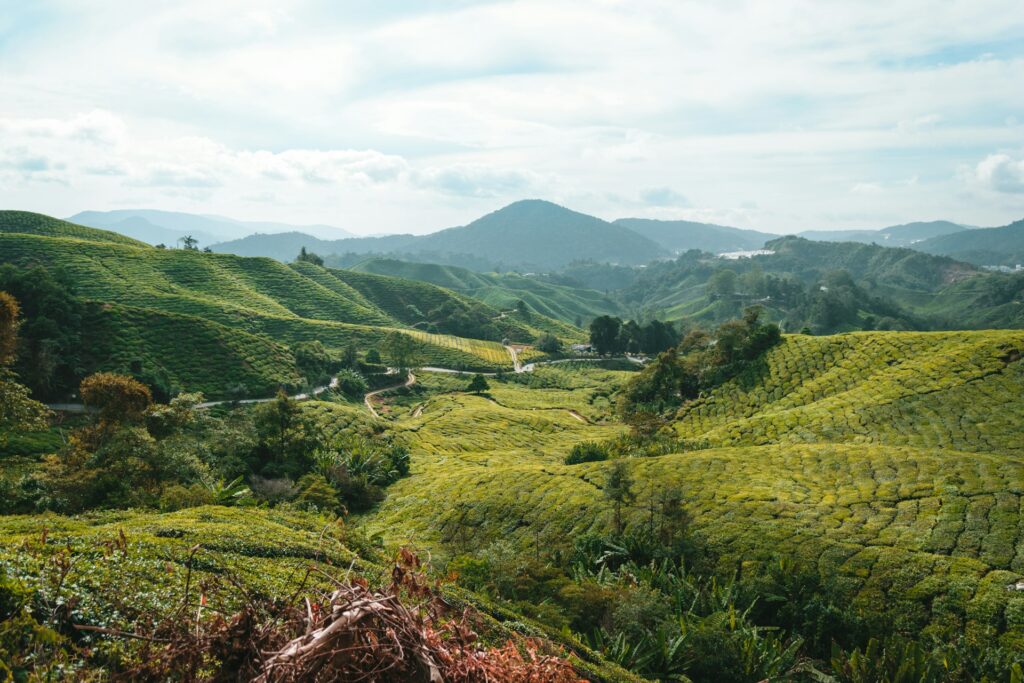 Cameron Highlands