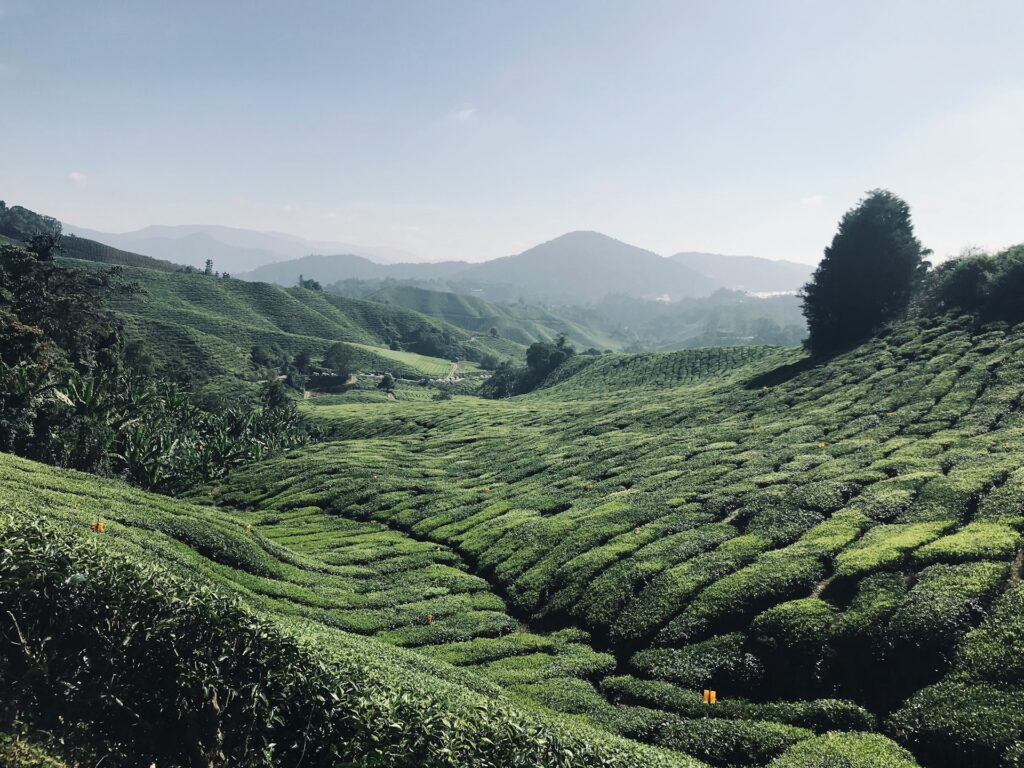 Cameron Highlands