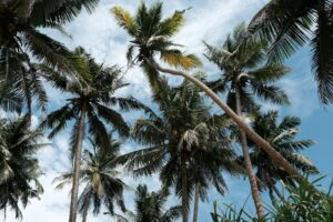 Weligama
